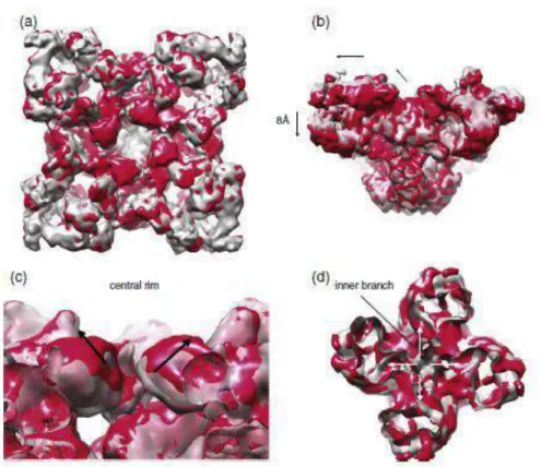 Figure  18  Allosteric  changes  during  opening  and  closing.  (a)  View  of  RyR 1   from  cytosol  in  presumed  mass  of  closed (gray) and open (red) states