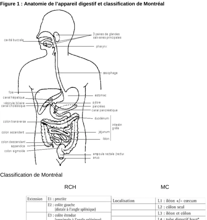 Figure 1 : Anatomie de l’appareil digestif et classification de Montréal 