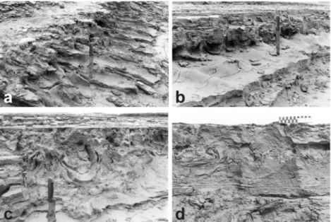 Fig. 2 Soft sediment