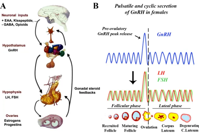 Figure 3. (A) The Hypothalamic-pituitary-gonadal axis. The hypothalamic GnRH neurons  are the final common pathway for central control of gonatropin secretion are subjected to a  complex  array  of  excitatory  and  inhibitory  transsynaptic  inputs  that 
