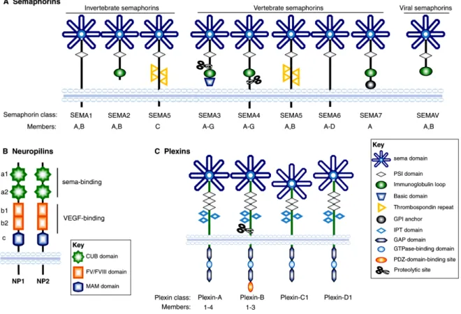 Figure 4. Schematic representation of semaphorins and their receptors (neuropilins and  plexins),  divided  into  subfamilies  on  the  basis  of  sequence  similarity  and  structural  features