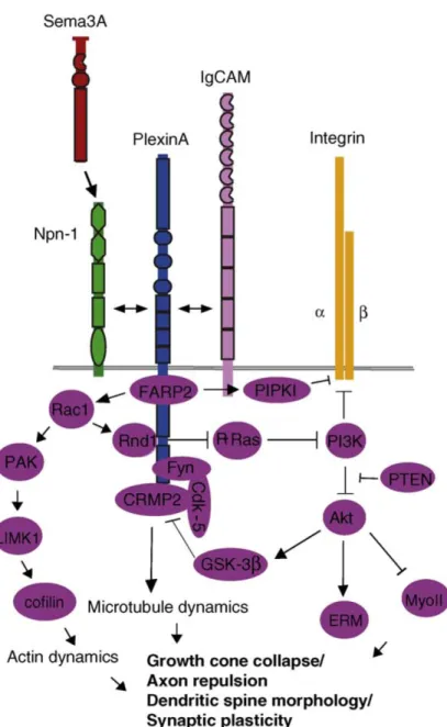 Figure 5. Sema3A binding to the Npn–plexinA complex promotes FARP2 dissociation from  plexinA