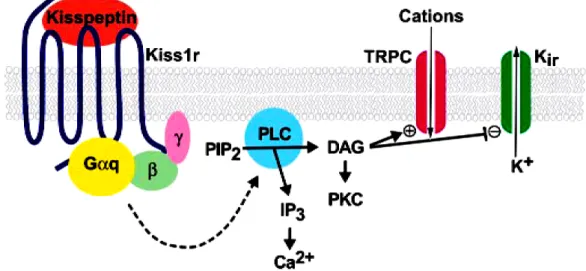Figure  7.  Proposed  mechanism  of  neuronal  depolarization  by  kisspeptin  binding  to  its  receptor, Kiss1r