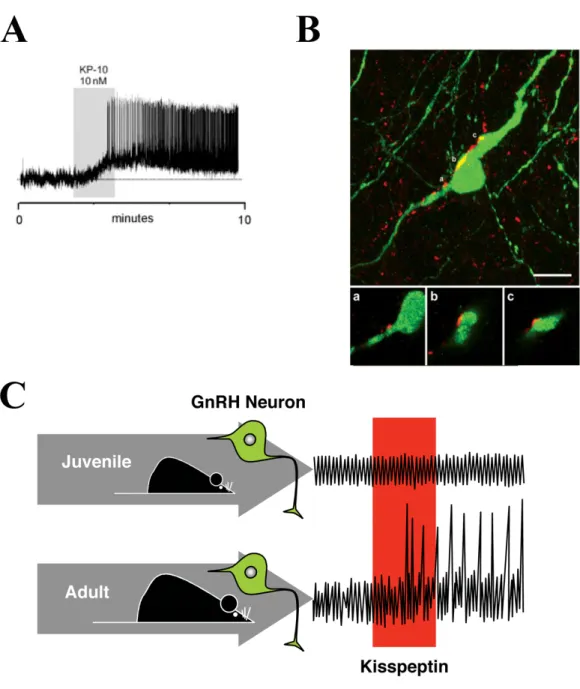 Figure  11.  Kisspeptin  exerts  a  direct  potent  activational  effect  on  GnRH  neurons