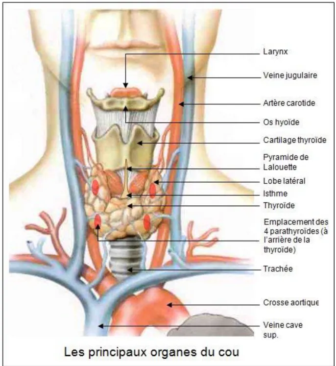 Figure 2: Les principaux organes du cou.  (6)