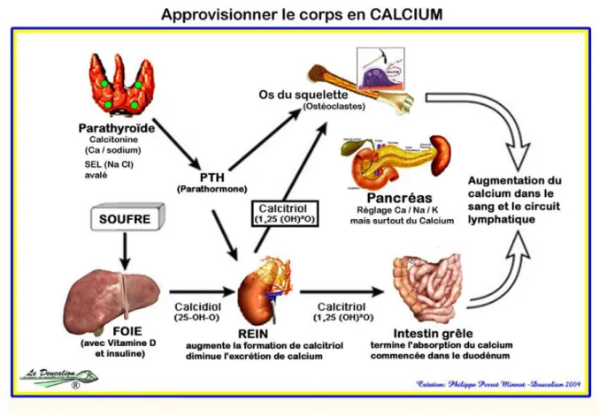 Figure 3: Le métabolisme du calcium dans l'organisme  (9) . Vitamine D 
