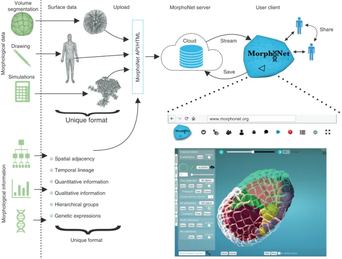 Fig. 1 MorphoNet framework and its online graphical user interface. The cloud-based structure and the use of unifying formats for both morphological datasets and related information are the key concepts of our online morphological browser