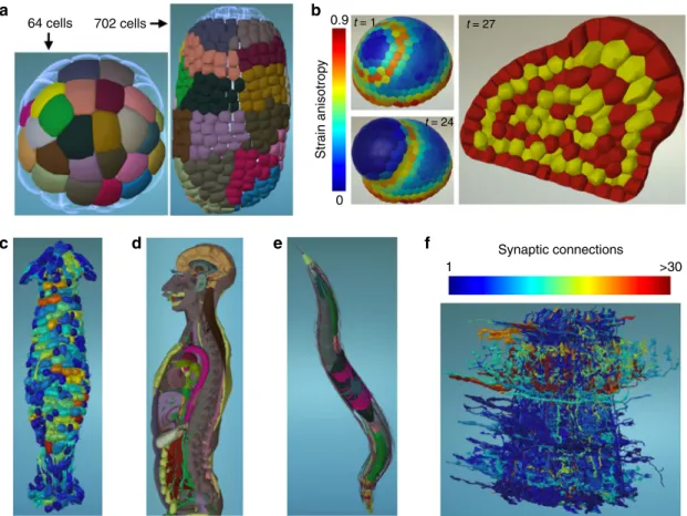 Fig. 2 Morphological datasets and information. a Tracking of epidermal clones through several rounds of cell division in Phallusia mammillata embryo.