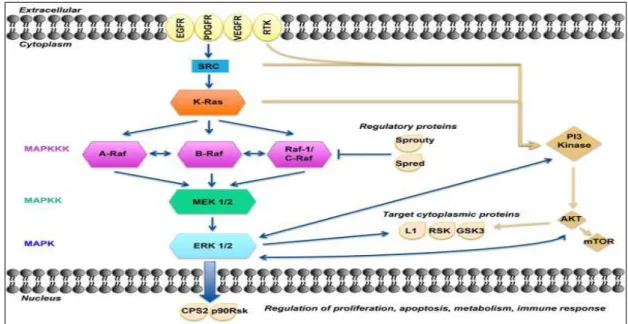 Fig.  4.  A model  of  the MAPK/ERK  pathway. After membrane receptor activation, adaptor proteins  recruit  RAS  proteins  to  activate  steps  concluding  with  ERK  activation