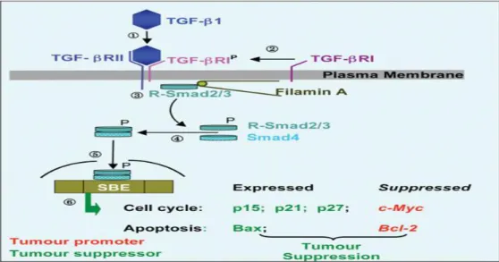 Fig.  6.  The  TGF-β  Pathway.  Step  ➀ :  on  binding  of  TGF-β  to  the  receptor  subunit  TGF-βRII,  the  TGF-βRI receptor is recruited (Step  ➁ ) to the complex and phosphorylated