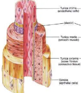Figure  1:  Structure  générale  d’un  vaisseau  sanguin  composé  d’une  intima  (tunica  intima),  d’une  média  (tunica media) et d’une adventice (tunica externa) (Fox 1994)