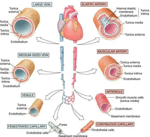 Figure  2 :  Schéma  des  différents  types  de  vaisseaux  sanguins  montrant  leurs  différences  de  diamètre et de structure