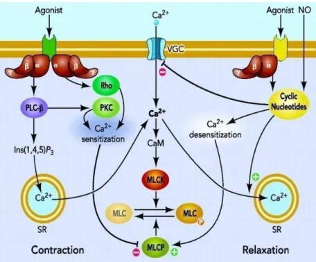 Figure  6 :  Mécanismes  moléculaires  envisagés  lors  de  la  contraction  et  du  relâchement  des  cellules  musculaires  lisses :  la  liaison  d’un  agoniste  sur  les  récepteurs  des  CMLV  induit  la  variation du niveau de calcium cytosolique et 