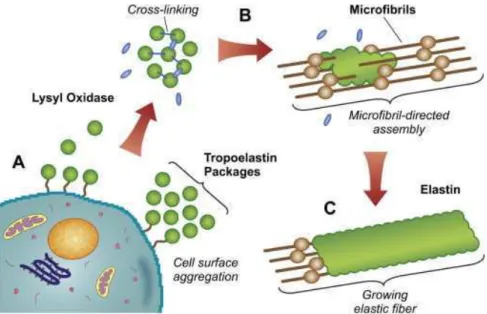 Figure  8 :  Formation  des  fibres  élastiques :  les  molécules  de  tropoélastine  synthétisées  par  la  cellule se lient par des liaisons croisées et se déposent sur les filaments de microfibrilles (Moore  and Thibeault 2012)