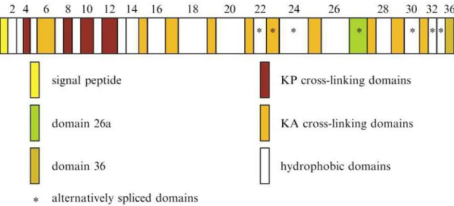 Figure  10 :  Les  différents  domaines  de  la  molécule  de  la  tropoélastine  (Mithieux  and  Weiss  2005)