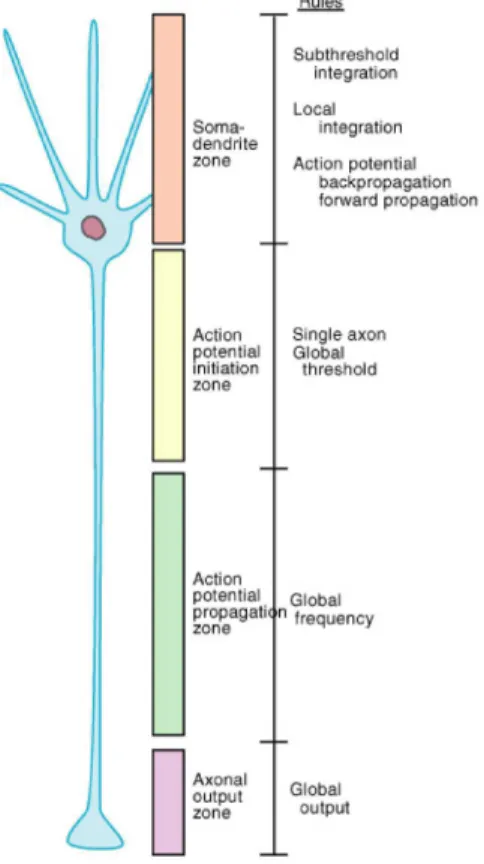 Figure 0.1. Repr´esentation sch´ematique d’une cellule neuronale typique.