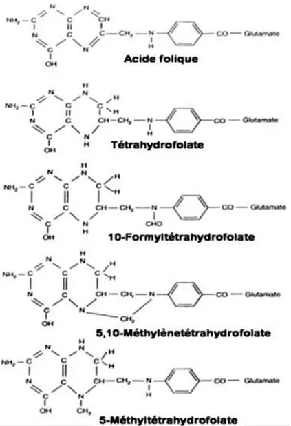 Figure  7  :  La  structure  chimique  de  l’acide  folique,  tétrahydrofolate,  10- 10-formyltétrahydrofoalte,  N5,10-  méthylènetétrahydrofolate,  N5-méthyltétrahydrofolate  (modifié  d’après (Scott, 1999))