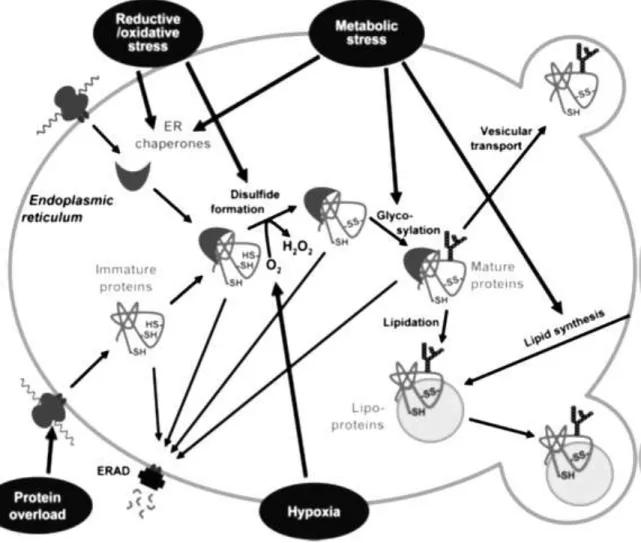 Figure  22:  Interaction  du  stress  du  RE  avec  le stress oxydant et  le stress métabolique  (d’après (Mandl et al, 2013)
