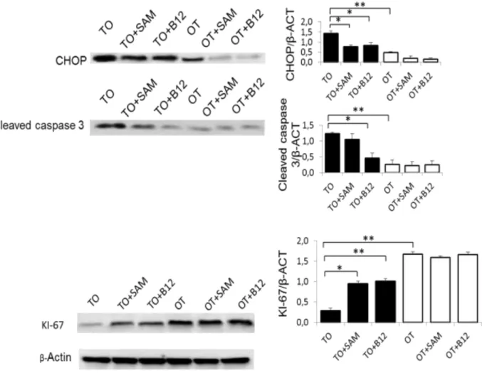 Figure  27:  La  carence  en  B12  induit  un  stress  de  RE  qui  tend  vers  l’apoptose  (mal- (mal-adaptation)