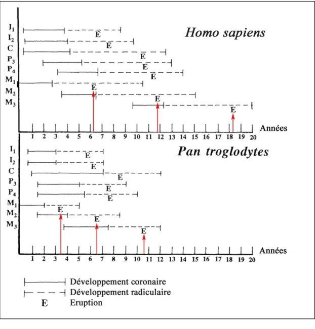 Figure 3 : Développement dentaire chez Homo sapiens et Pan troglodytes d’après Anemone, Mooney et Siegel  (1996)