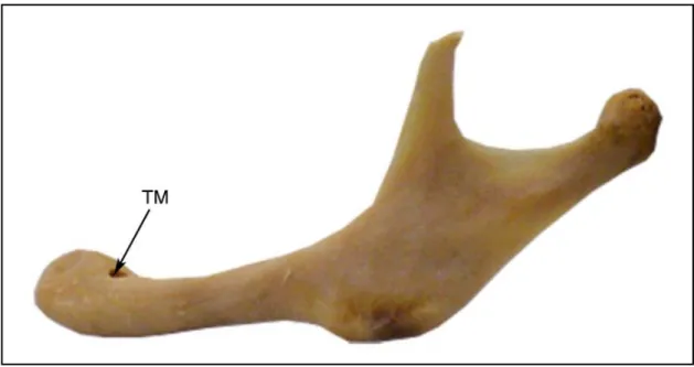 Figure 8 : Vue sagittale d’une mandibule, permettant d’individualiser la portion basilaire et, à sa limite  supérieure, le foramen mentonnier (TM).