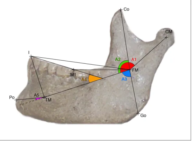 Figure 9 : Segments et angles significatifs au sein de la mandibule. 