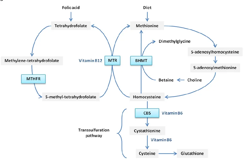 Figure  1.  Métabolisme  de  l’homocystéine.  MTR,  méthionine  synthase;  BHMT,  bétaïne-homocystéine  méthyltransférase;  MTHFR,  méthylènetétrahydrofolate reductase; CBS, cystathionine β-synthase