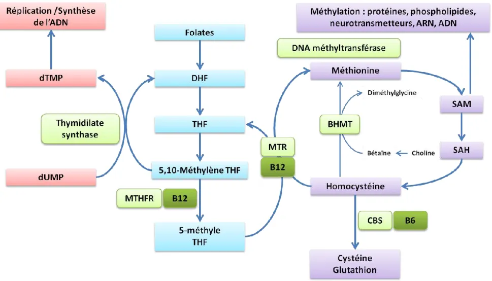 Figure  4.  Vitamines  du  groupe  B,  métabolisme  des  monocarbones,  méthylation  et  réplication  de  l’ADN