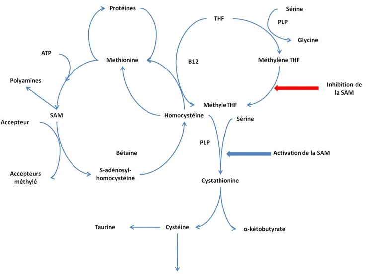 Figure 6. Métabolisme de l’homocystéine chez l’homme et l’animal (adapté à partir de : Selhub J