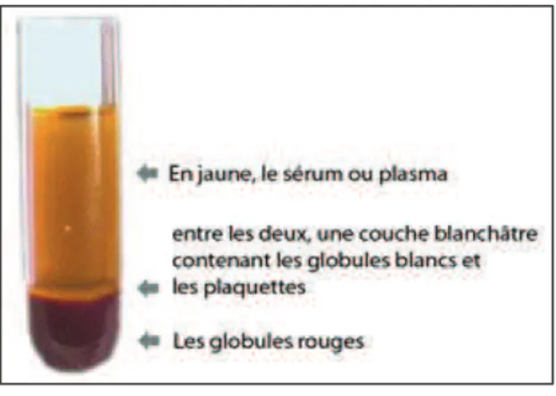 Figure 1.3 : Un globule rouge (hématie) 