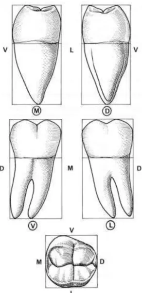 Figure 4. Schémas des différentes faces de la troisième molaire mandibulaire. 