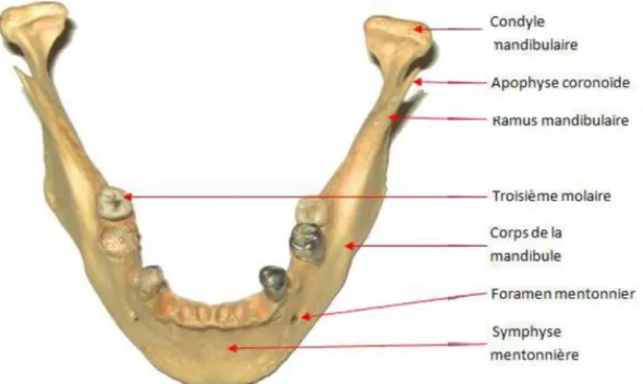 Figure 7. Vue supérieure de la mandibule montrant   la position de la dent de sagesse mandibulaire