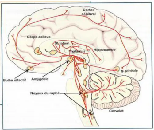 Figure 5 : Localisation des noyaux sérotoninergiques du raphé et leurs projections cérébrales chez  l’homme:      les  corps  cellulaires  sont  regroupés  au  sein  des  noyaux  du  raphé  dans  la  région 