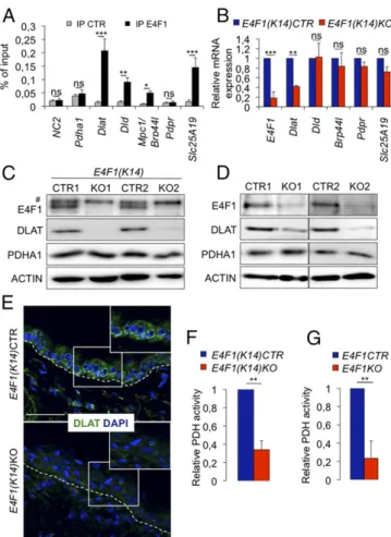 Fig. 2. E4f1 inactivation in basal keratinocytes results in decreased Dlat expression and impaired PDH activity