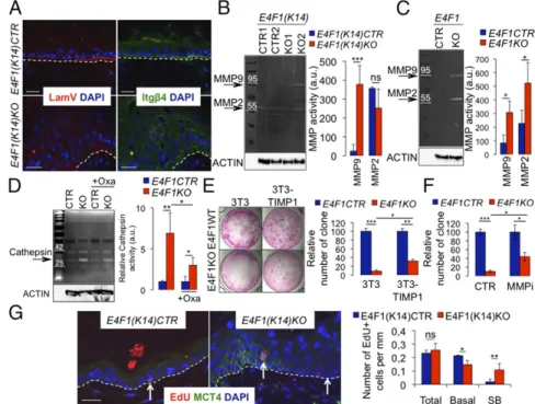 Fig. 4. E4f1 inactivation in basal keratinocytes re- re-sults in alterations of the BM, remodeling of the ECM and ESC mislocalization