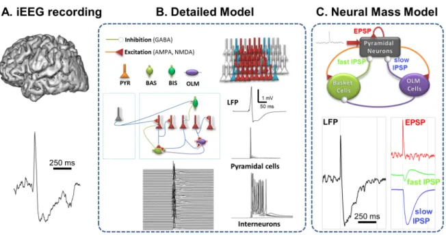 Figure 2. Computational modeling of interictal epileptic spikes (IES). (A) Typical IES recorded from  hippocampus in human mesial TLE with intracranial EEG (iEEG) electrodes