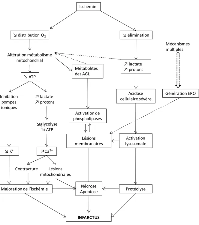 Figure 2 : Mécanismes du développement de l’infarctus, d’après Opie [1] 