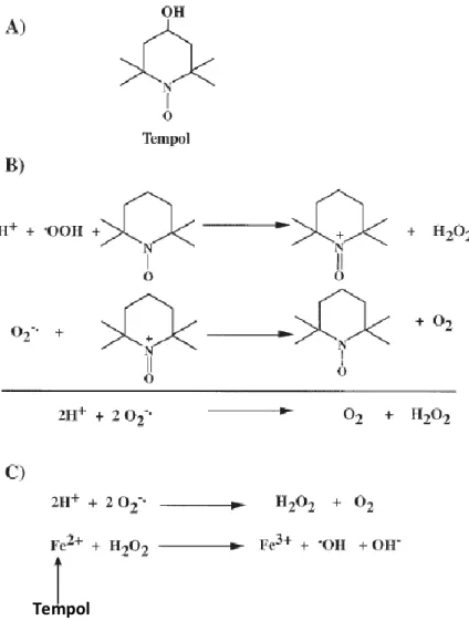 Figure 6 : Propriétés chimiques du tempol, d’après Rak et al, 2000 [106]. 