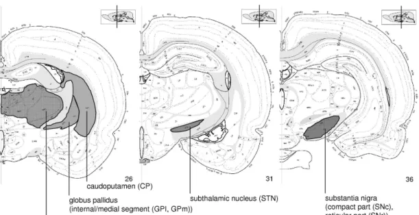 Fig. 1.5:   Map of the rat brain (single hemisphere) as taken from (Swanson 1998/1999)