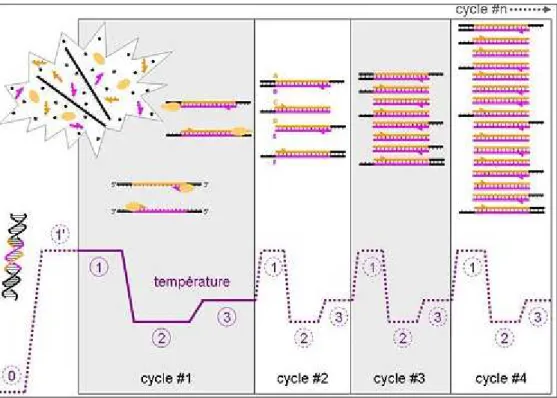 Figure 15 : Evolution de la température et des différents types de brin d’ADN au cours des 4  premiers cycles de la PCR 