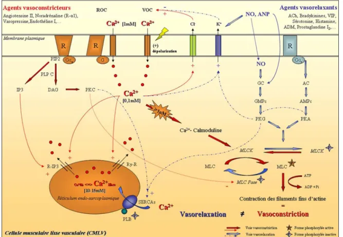 Figure 3 : Mécanismes de la contraction-relaxation de la cellule musculaire lisse vasculaire  (CMLV) 