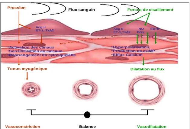 Figure 4 : Contrôle du tonus vasculaire par la pression et le débit 