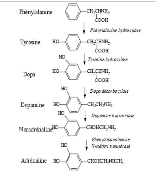 Figure 7 : Biosynthèse des catécholamines endogènes 