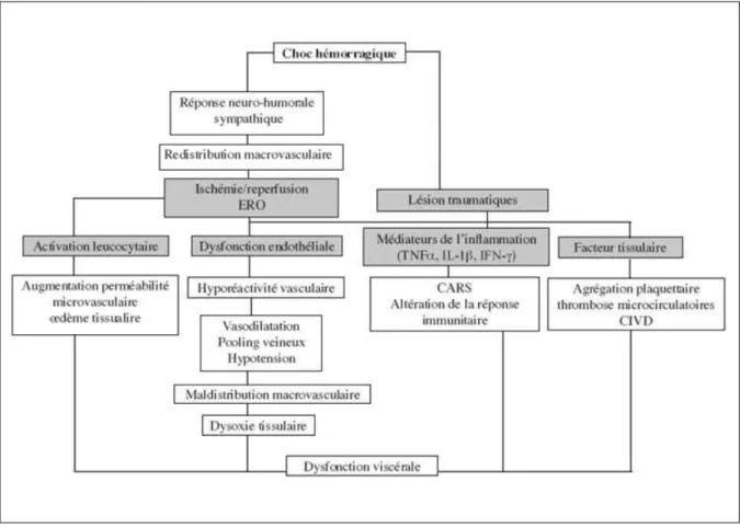Figure 8 : Représentation schématique des processus physiopathologiques impliqués dans le  choc hémorragique (d’après J