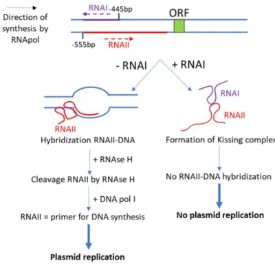 Figure  23: Scheme of the role of RNAII and RNAI in the replication of the plasmid ColE1