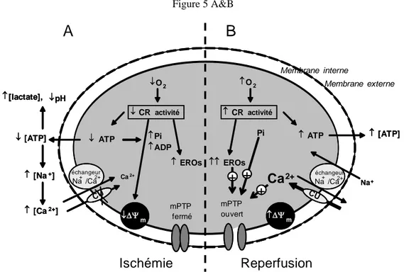 Figure 5: Séquences des événements intervenant au niveau de la mitochondrie pendant l’ischémie (A) et la reperfusion (B).