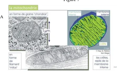 Figure 7: Schéma descriptif de la structure mitochondriale.
