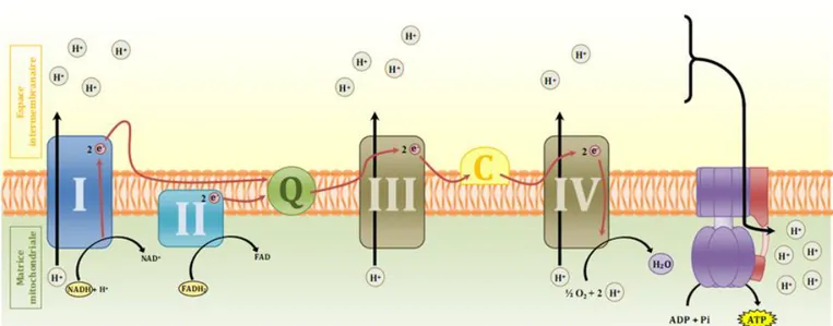 Figure 8 : Le transfert d’électrons à travers la chaîne respiratoire mitochondriale et la synthèse d’ATP par phosphorylation oxydative