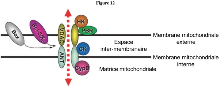 Figure 12  Membrane mitochondriale  externeEspace  inter-membranaire Membrane mitochondriale  interne Matrice mitochondriale
