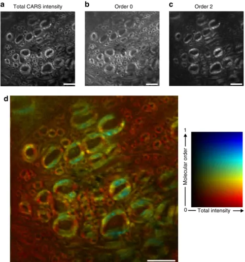 Figure 4 | Symmetry-resolved imaging of ex vivo myelin sheaths in mice spinal cord. (a) Total CARS intensity (circular excitation and unpolarized detection)